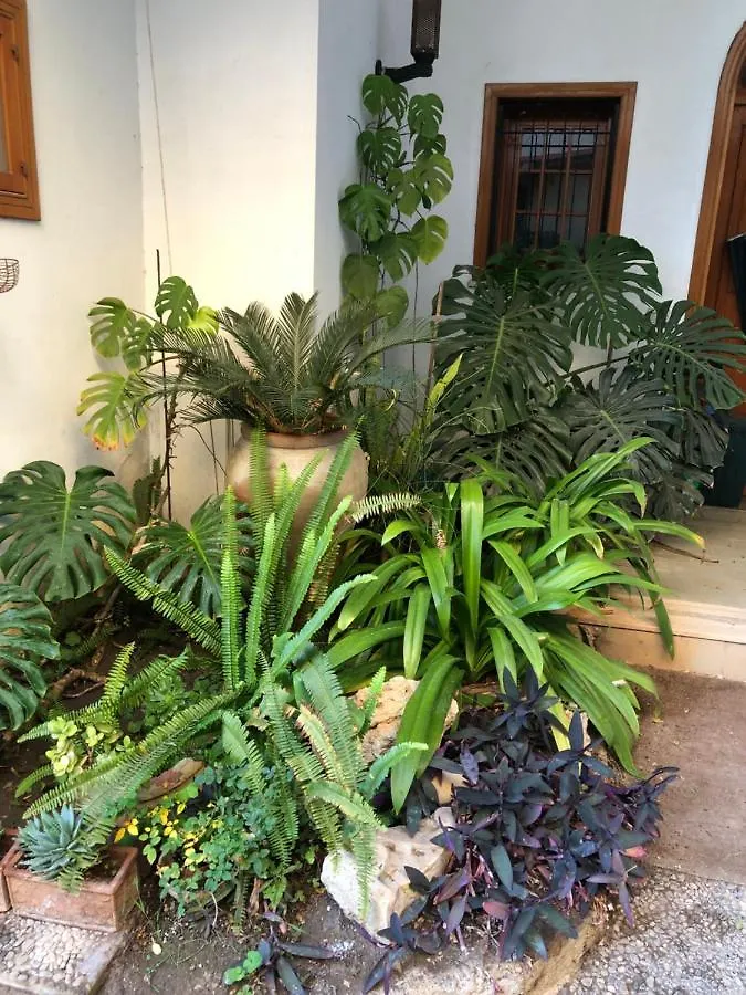 Artroom Garden Noto